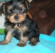Good Male and Females , .Yorkshire Terrier Puppies for Sale.