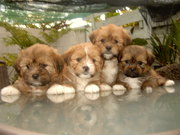 Adorable Shiztsu,  Llasa Apso,  Pomeranian Mix Puppies