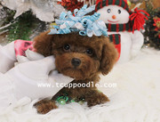 Teacup poodle #127 perfect conditions