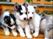 Siberian husky puppies for re homing