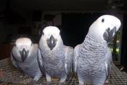 Adorable African Grey parrot for good homes  .